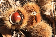 Bozen Jenesien Herbst Kastanienigel